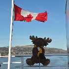 strawberry moose river st lawrence ferry ile aux coudres charlevoix quebec canada avril april 2012 copyright free photo royalty free photo