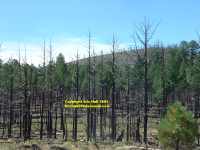 forest fire near Flagstaff Arizona