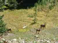 deer Stunner Pass Colorado