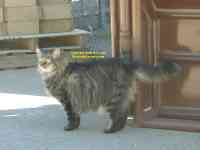 Cat at hardware store Carbondale Colorado