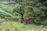 another high bank on the road to riccarton junction roxburgh roxburghshire scottish borders scotland juillet july 2008 copyright free photo royalty free photo