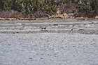 clam fishing estuary sheldrake highway 138 route des baleines gulf st lawrence north shore quebec canada mai may 2012