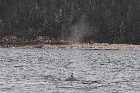 highway 138 whale havre st pierre gulf st lawrence north shore quebec canada mai may 2012