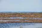 sub arctic tundra highway 138 gulf st lawrence north shore quebec canada mai may 2012