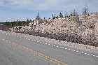 deciduous scrub highway 138 gulf st lawrence north shore quebec canada mai may 2012
