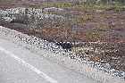 corrugated plastic tube culvert highway 138 gulf st lawrence north shore quebec canada mai may 2012